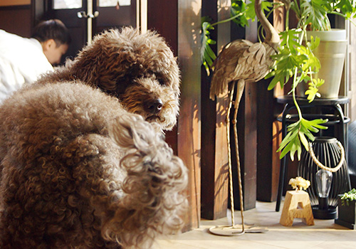 メニュー・料金表